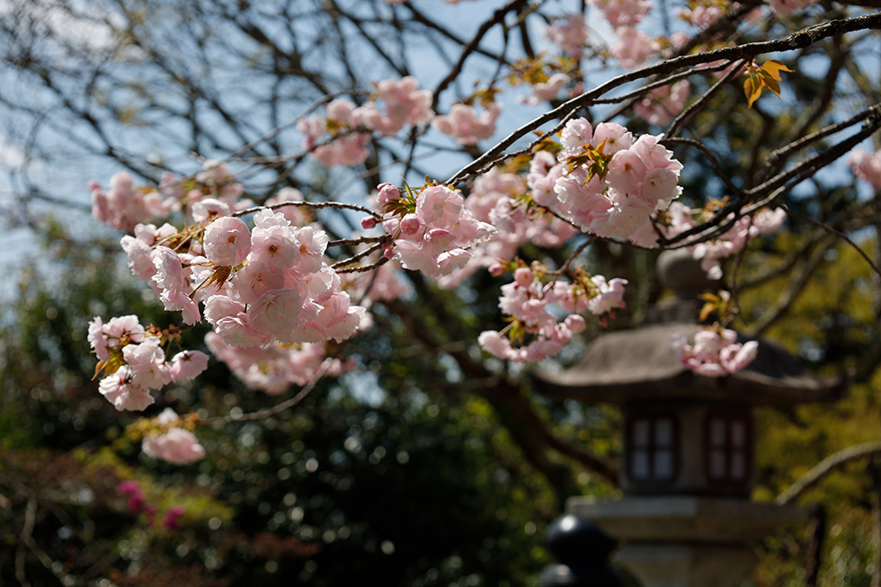 鞍馬寺公演桜イメージ