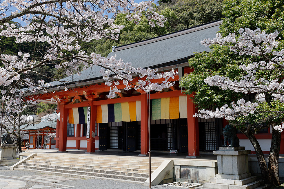 鞍馬寺桜満開イメージ
