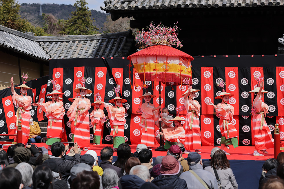 はねず踊り2025年土蜘蛛はねず踊り