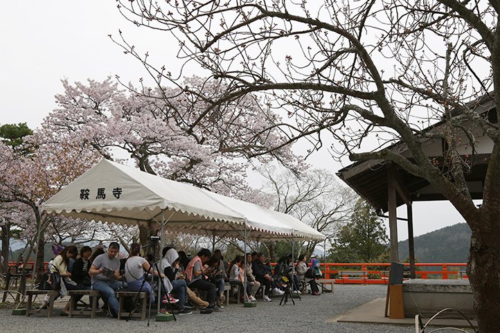 鞍馬寺桜イメージ